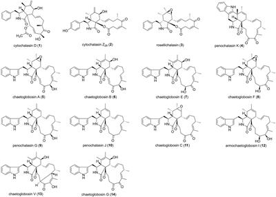 Antifungal Secondary Metabolites Produced by the Fungal Endophytes: Chemical Diversity and Potential Use in the Development of Biopesticides